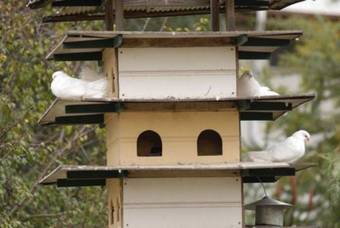 Bed & Breakfast The Dove Cote