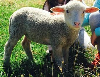 Agroturismo Morella Farm
