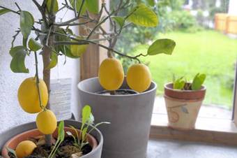 Hostal Pension Waldesruh/halseralm