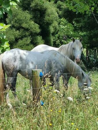 Bed & Breakfast Ace B N B