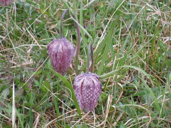 Landhotel Schwabenhof