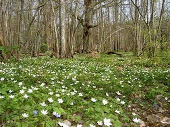 Naturidyll Hotel Hammerschmiede