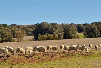 Agroturismo El Capricho De Navares