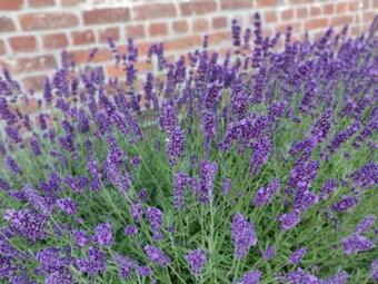 Bed & Breakfast Akrenbos 101