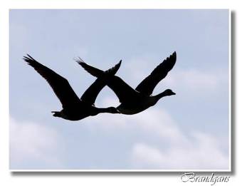 Bed & Breakfast Landgoed Emelaar Lodge