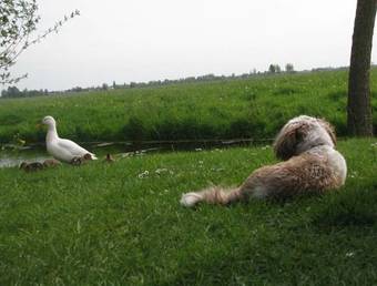 Camping De Grienduil