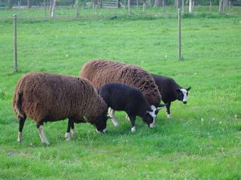 Bed And Breakfast Klein Groenbergen