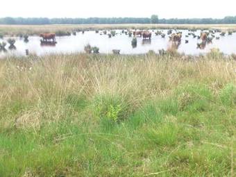 Apartamento Stal Zwartschaap