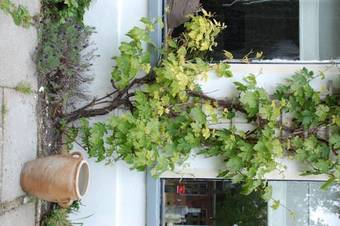 Bed & Breakfast De Salon Op Schiermonnikoog