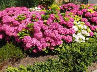 Restaurant & Hotel De Sniep