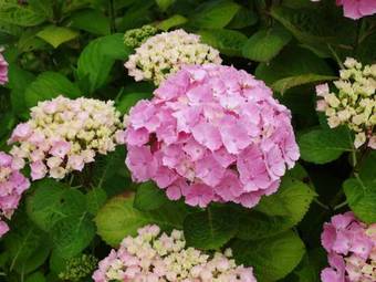 Bed &amp; Breakfast "oud Quadyck"