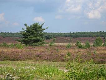 Cosy Holiday Home In Nunspeet Near The Forest
