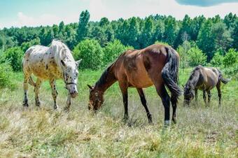 Apartamento Camping Koziolkowo