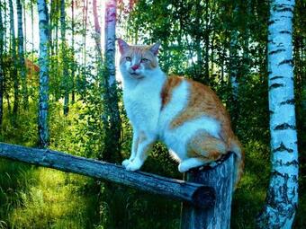 Agroturismo Sum�wko Le?ne Siedlisko