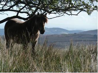 Bed & Breakfast Wilsham Farm