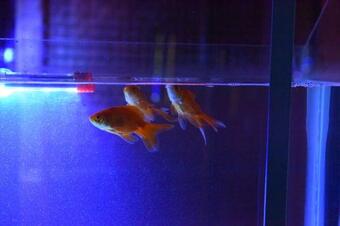 Hostal K G N Farmhouse