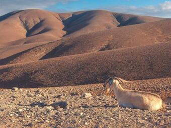 Apartamento Bungalow - Fuego - Surf & Yoga Villa