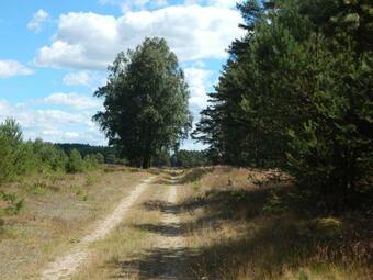 Ferienhaus Am Wald Mit Klavier, Holzofen, Sauna