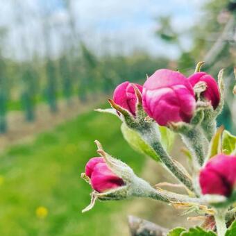 Apartamento Heeren Van Acquoy