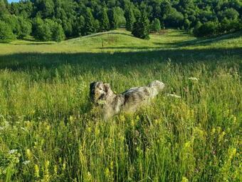 Snow White Begovo Razdolje
