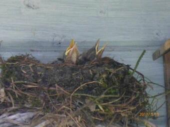 Bed & Breakfast Wiersse 68