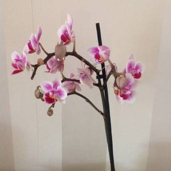 Hostal St Leonards Guest House