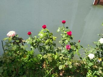 Oasis Villa Akk�y Villa