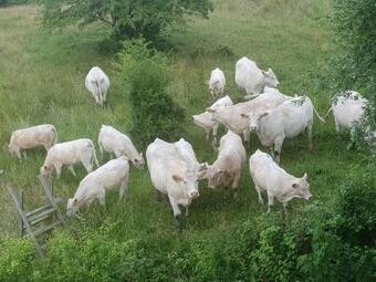 Skogsb�ckens Stugby Ab