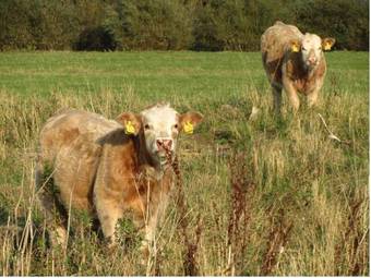 Oaklodge Bed And Breakfast