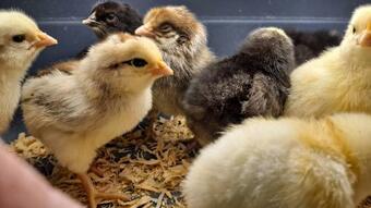 Bed & Breakfast Harmony Inn, Huntley Illinois