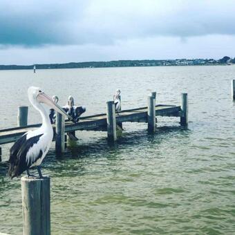 Clementine's Little Cottage + Pet Friendly