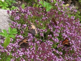 Apartamento Anno 1886 - Knepp-h�nel-haus