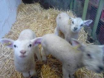 Park Farmhouse Bed And Breakfast