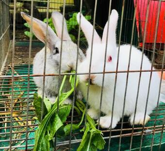 Agroturismo Elephant House - ???ng L�m Homestay