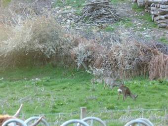 Kilmichael House B&B