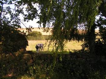 Bed & Breakfast The Pines At Eastleigh