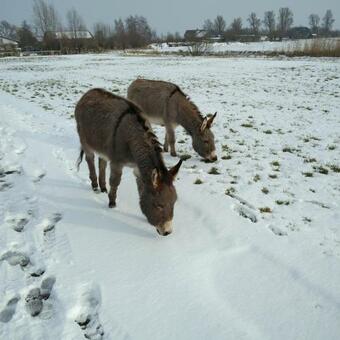 Apartamento Klein Kokanje