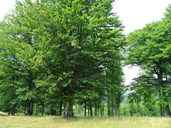 Hostal Livada Cu Meri