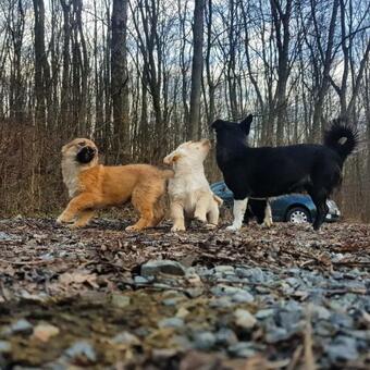 Agropensiunea Cetatuia