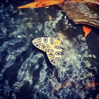 Naturaleza Y Paz, Casa Quinta De Descanso