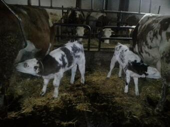 Apartamento Samerbauer