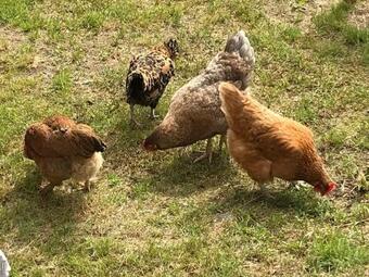 Villa M�rbacka G�rd