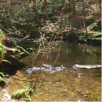 Posada The Exmoor Forest Inn