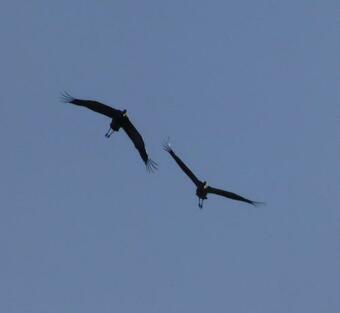 Hostal The Friendly Moose