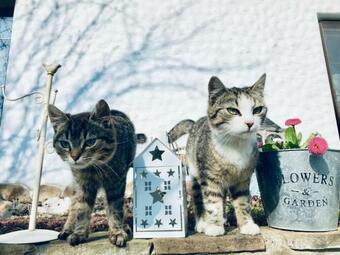 Hostal Casa Cu Suflet