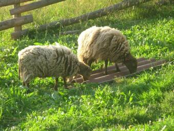 Roulotte Au Paradis Des Animaux 2 � 4 Personnes