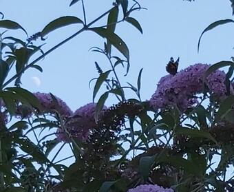 Apartamento Petit Cocon En Alsace Du Nord