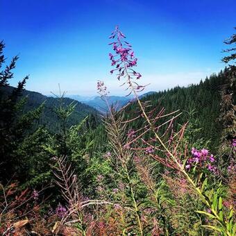 Bed & Breakfast Westfir Lodge