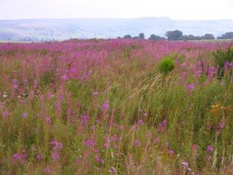 Apartamentos R�sidence Espinchal