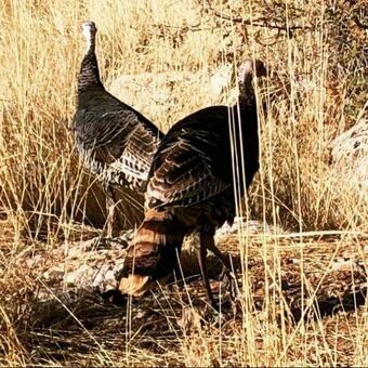 East Zion Mesa Retreat